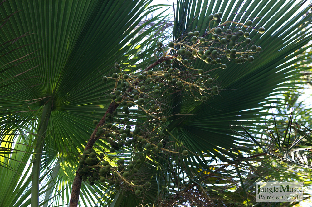 Guadalupe Palm